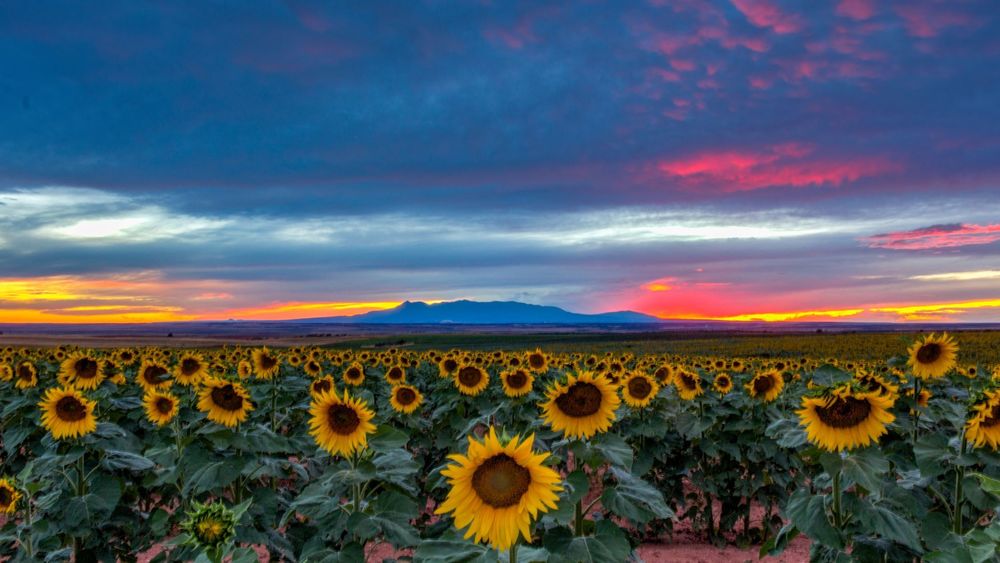 sunflowers